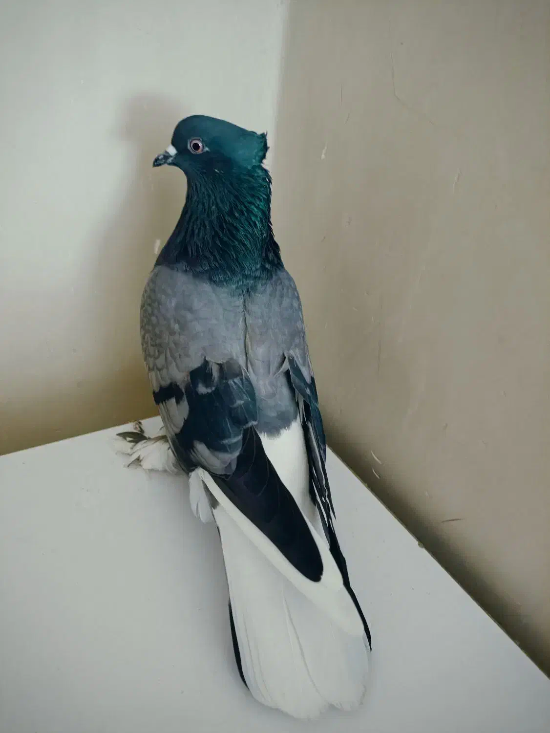 کفتر.نژاد.قدیم.عتیقه.خال پرش|پرنده|ری, شهرری|دیوار