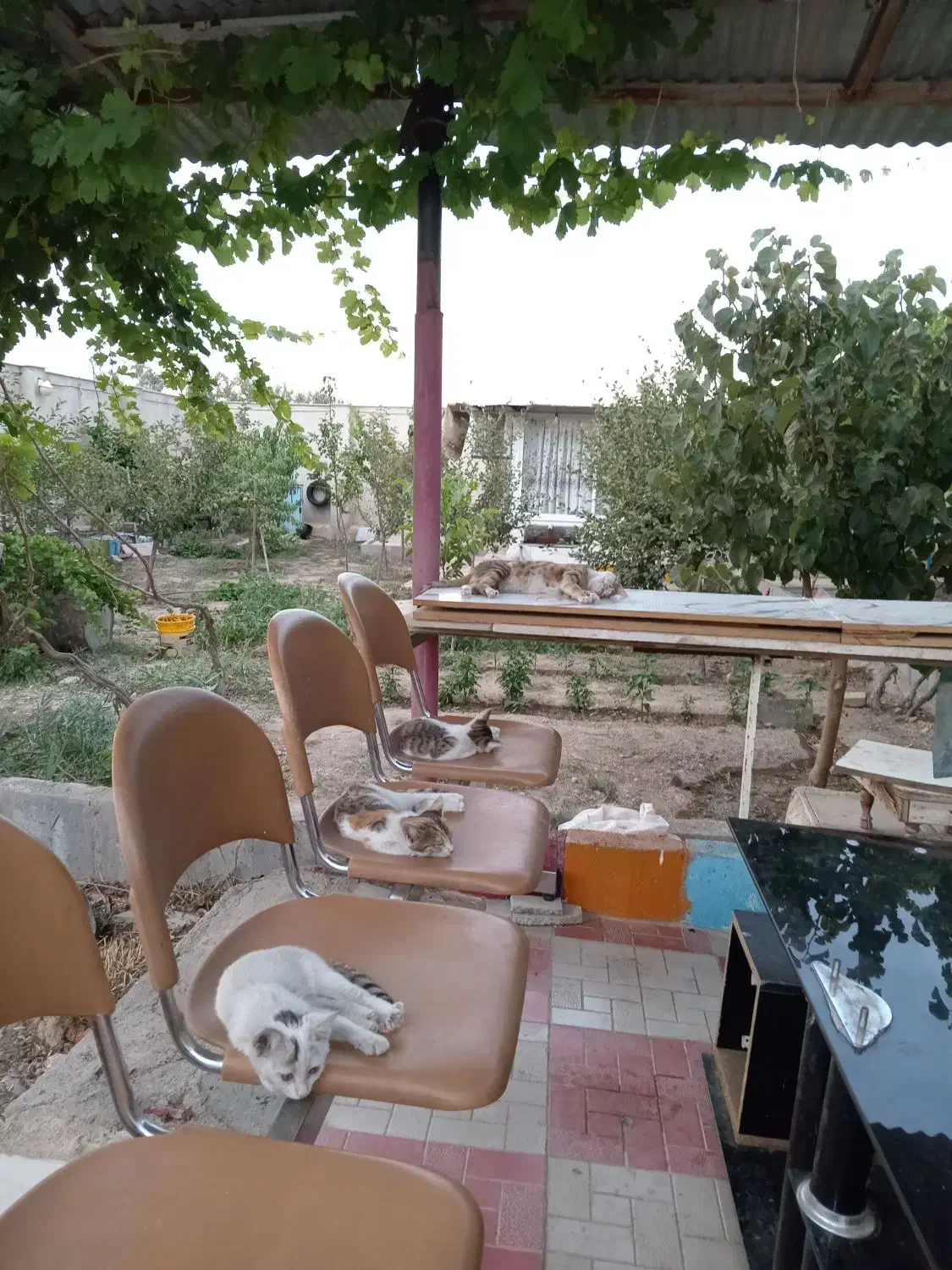 واگذاری 2 عدد گربه خانگی|گربه|زنجان, |دیوار