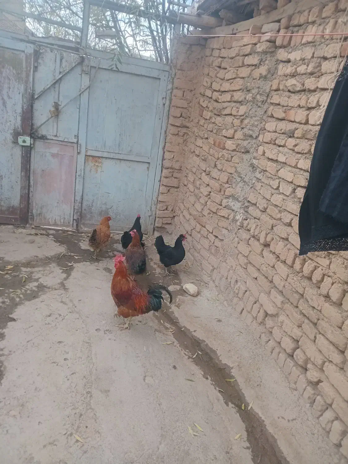 مرغ|حیوانات مزرعه|شازند, |دیوار