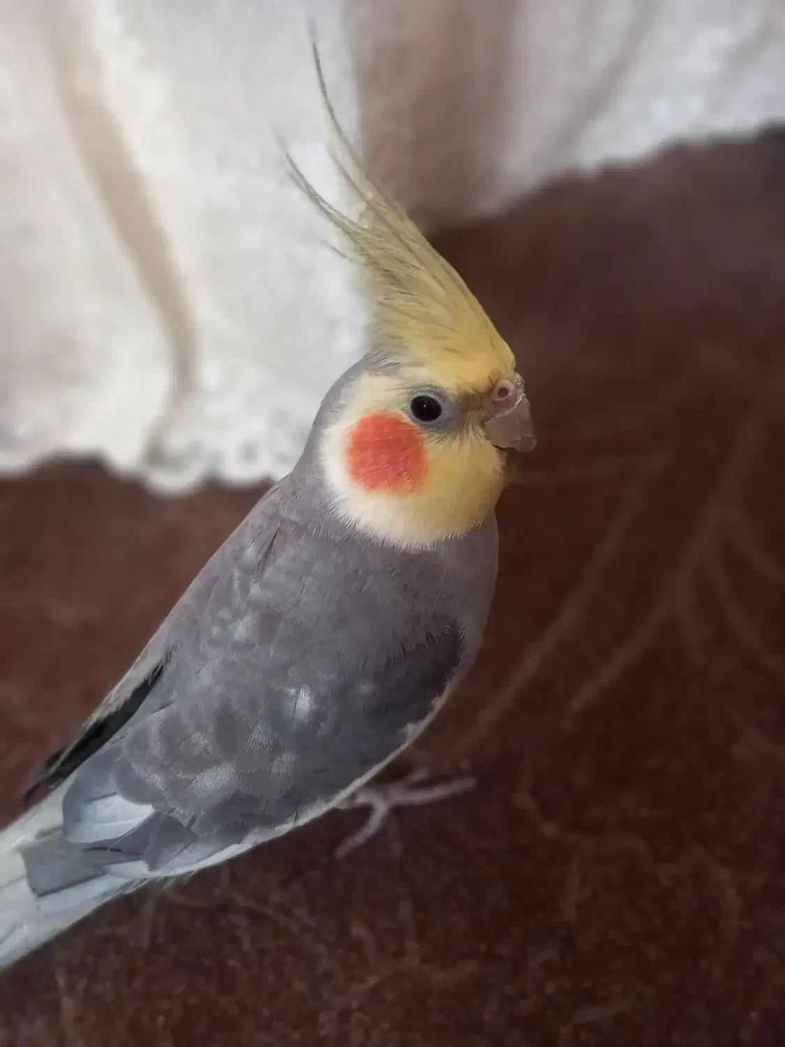 عروس هلندی نر|پرنده|کوچصفهان, |دیوار