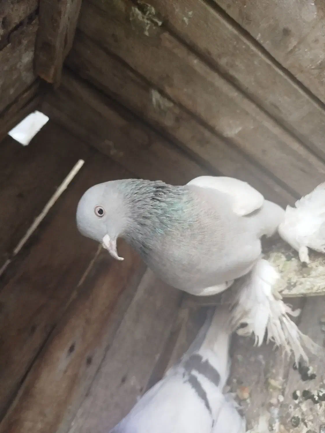 کفتر کاغذی|پرنده|تبریز, |دیوار