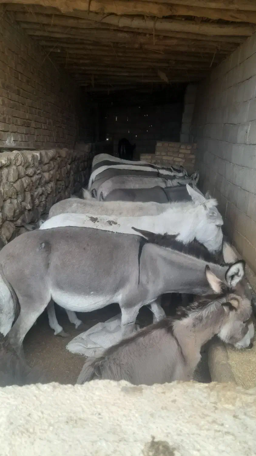 الاغ ۷عدد دوتا نر ۵تا ماده درشت و هیکلی|حیوانات مزرعه|همدان, |دیوار