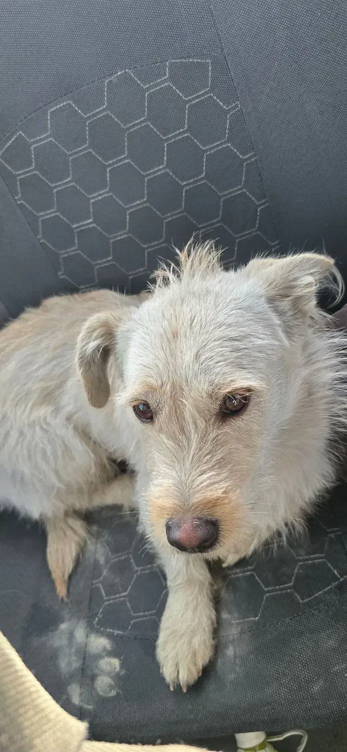 واگذاری سگ|سگ|شیراز, بریجستون|دیوار