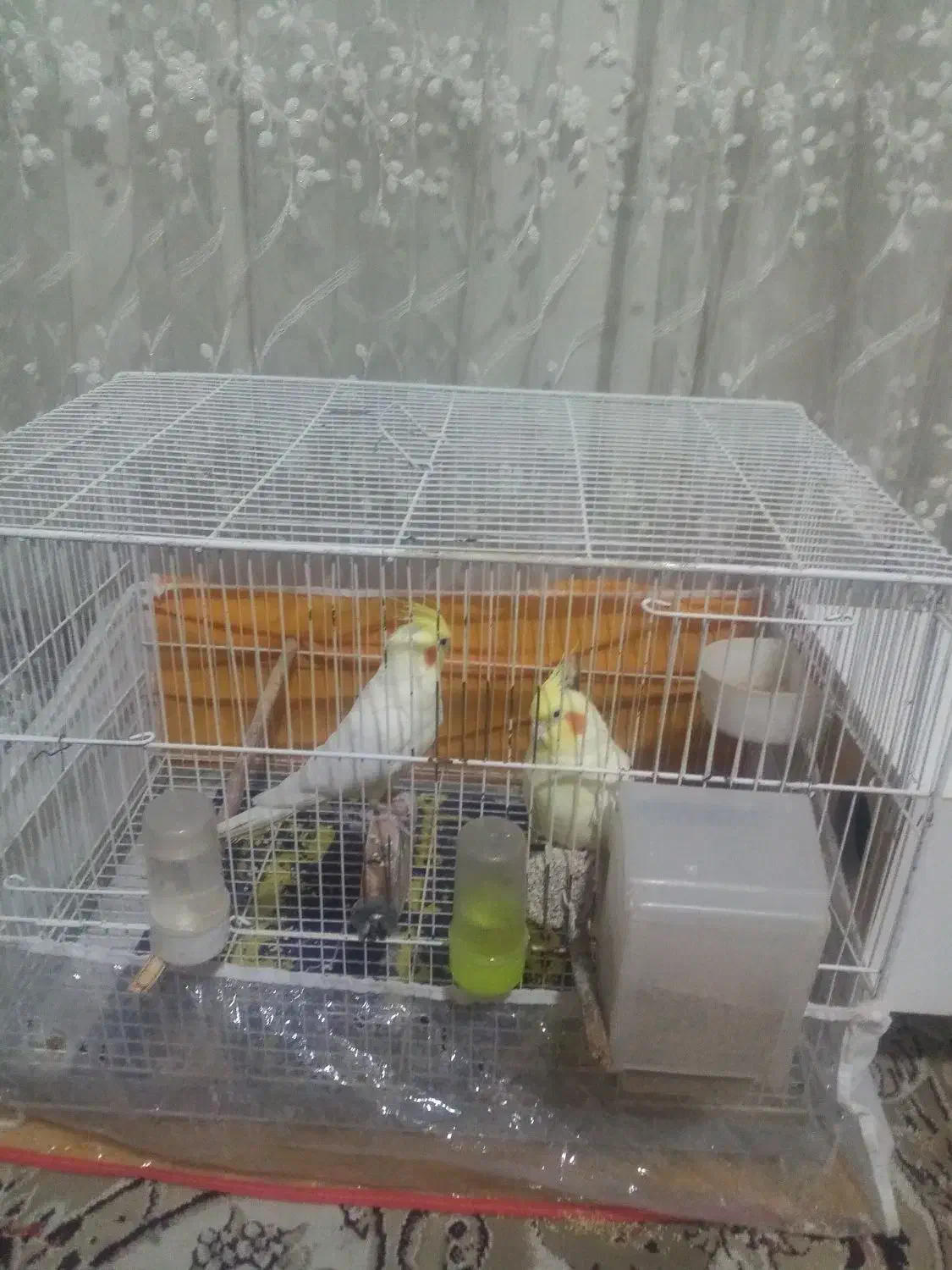 یک جفت لوتینو|پرنده|مشهد, شهید قربانی|دیوار