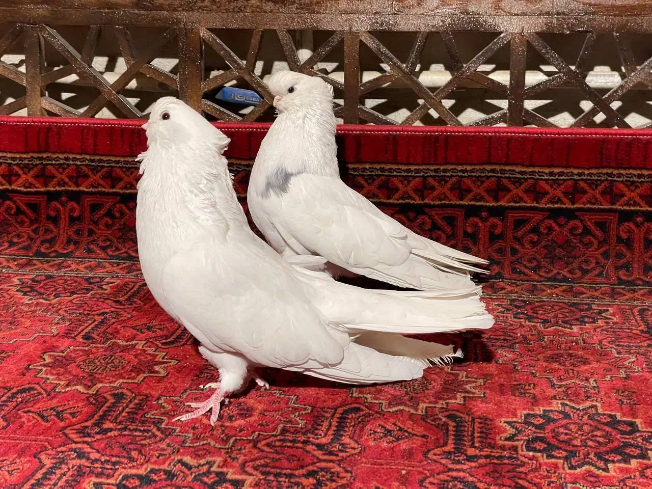 کبوتر نوک قنار|پرنده|الوند, |دیوار