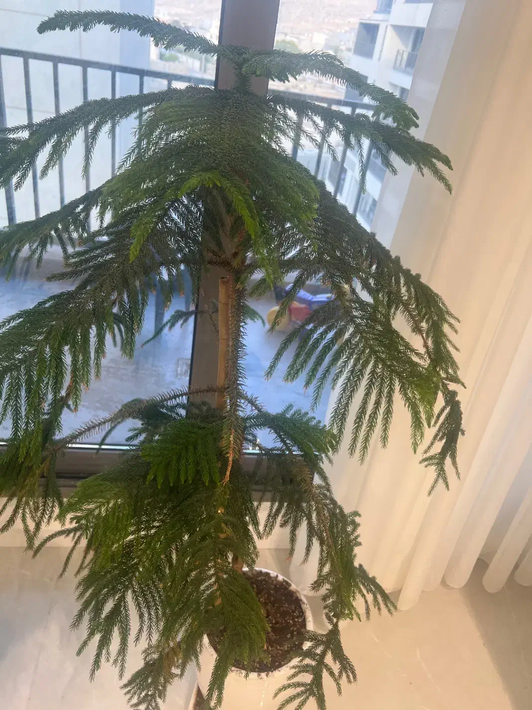 درخچهکاج مطبق|گل و گیاه طبیعی|جم, |دیوار