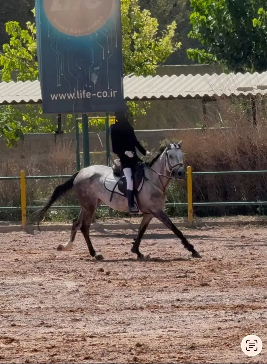 اسب مادیان ترکمن|اسب و تجهیزات اسب‌سواری|تهران, لاله زار|دیوار