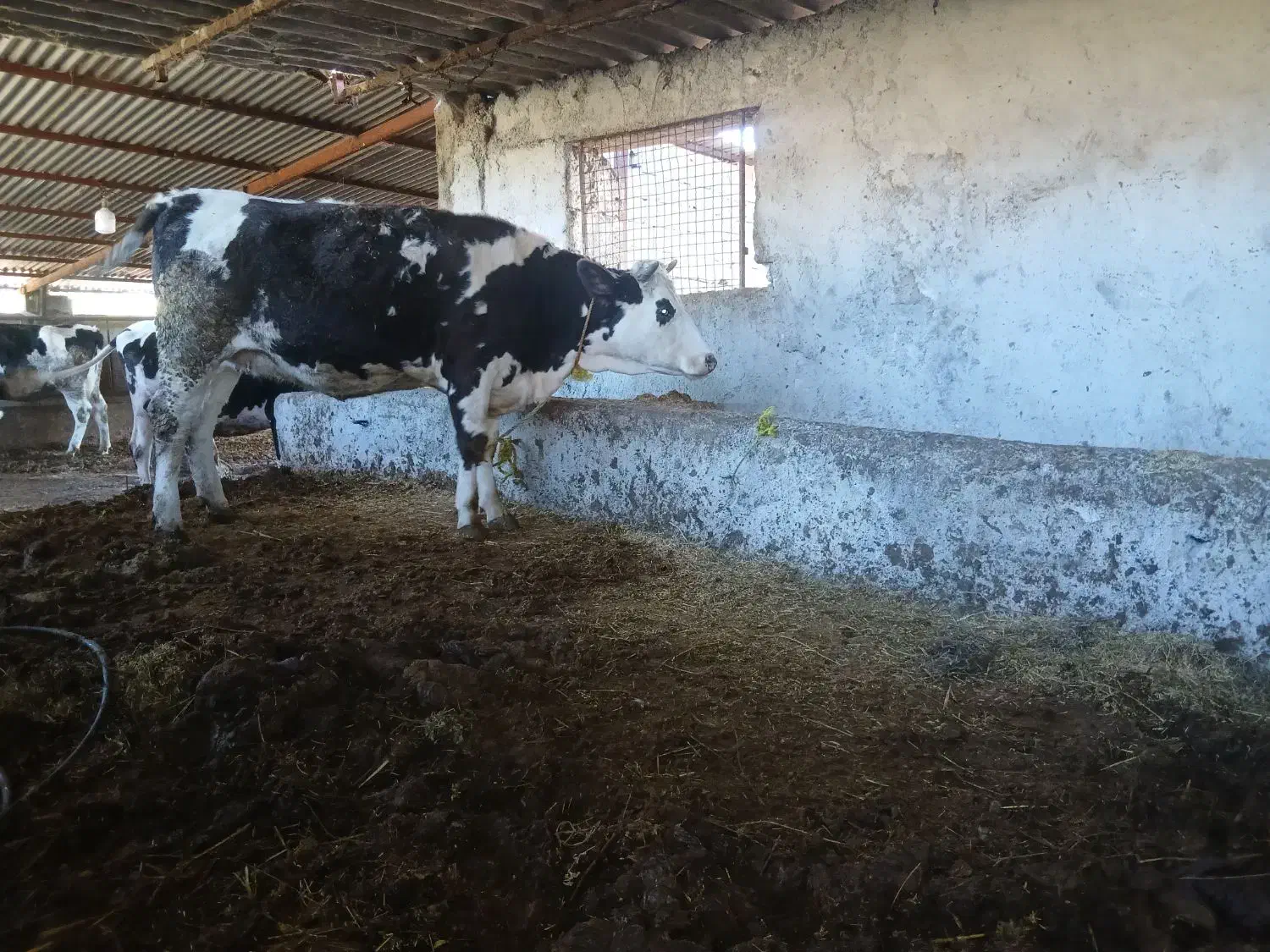 فروش دوراس تلیسه آبستن سیمینتال شکم اول|حیوانات مزرعه|اسلام آباد, |دیوار