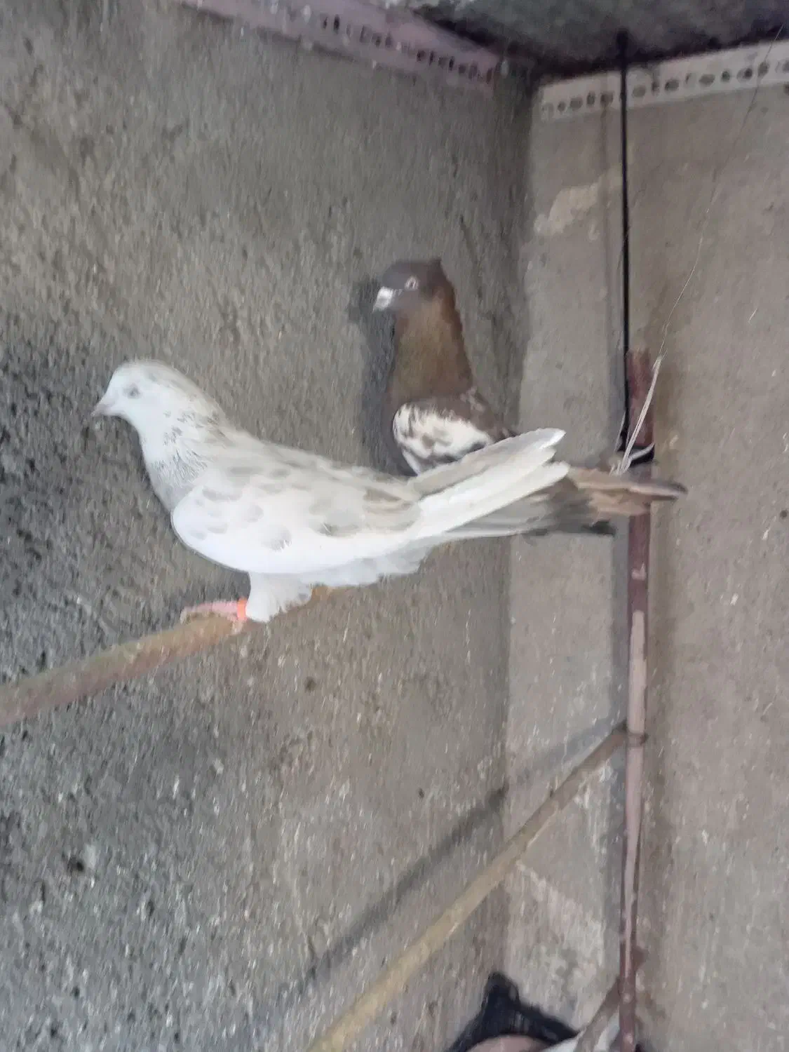 یه جفت نر ماده|پرنده|قم, باغ شازده|دیوار