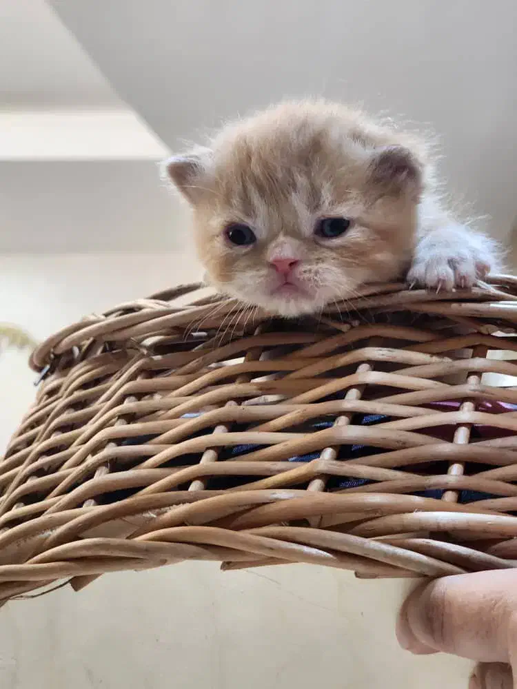 فرشته های ناز|گربه|خوی, |دیوار