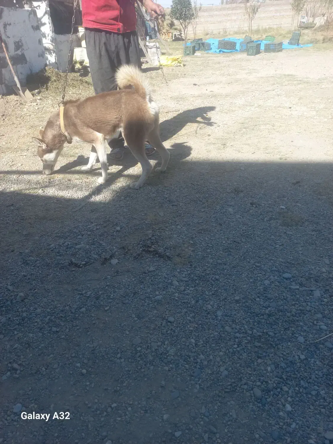 سگ حاسگی|سگ|چهاربرج, |دیوار