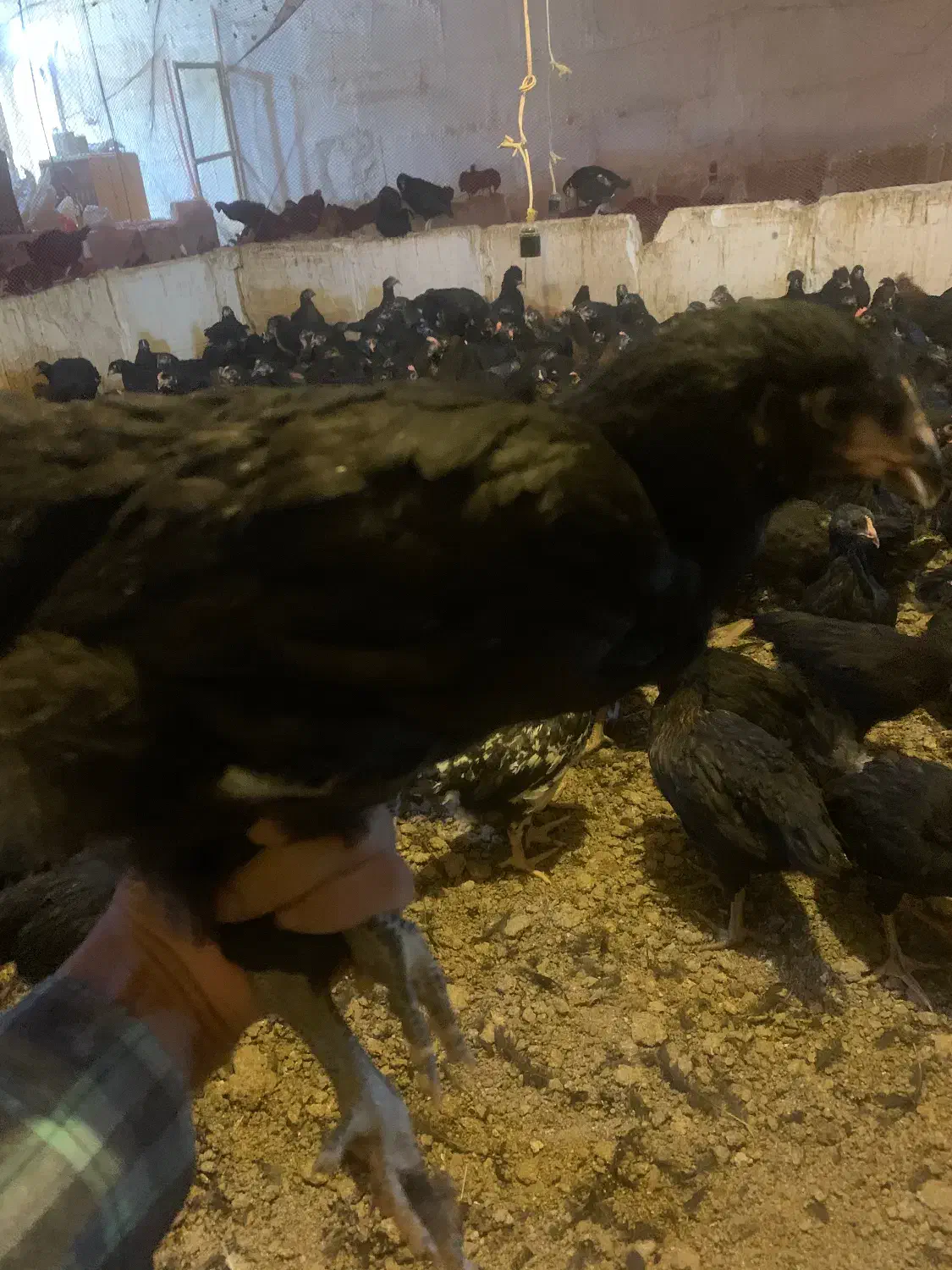 جوجه مرغ و خروس محلی جهادی سیاه|حیوانات مزرعه|مشهد, كنويست|دیوار