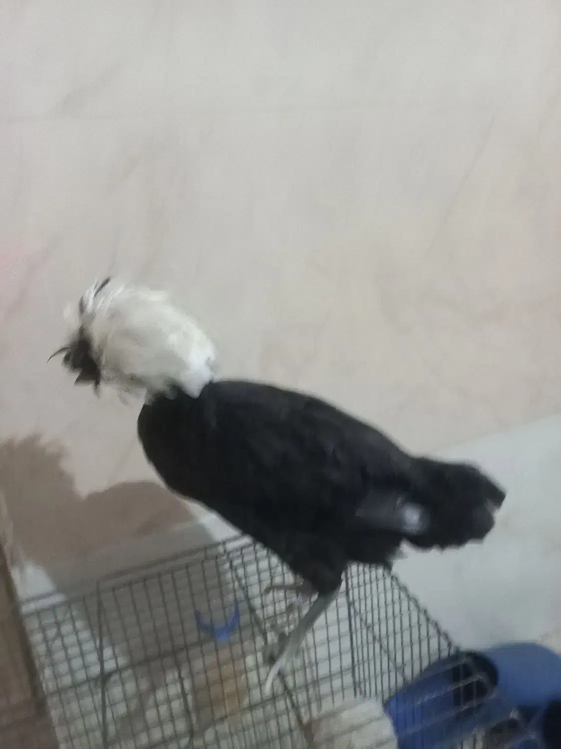 مرغلهستانی|حیوانات مزرعه|نسیمشهر, |دیوار