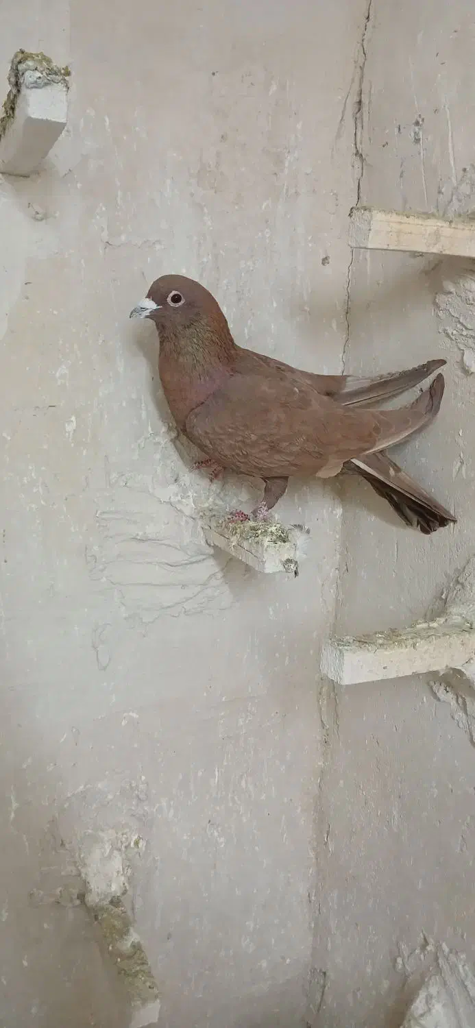 کفتر سرخ کلاغ رسمی کرباتی چپ خال سرخ|پرنده|مشهد, فریزی|دیوار