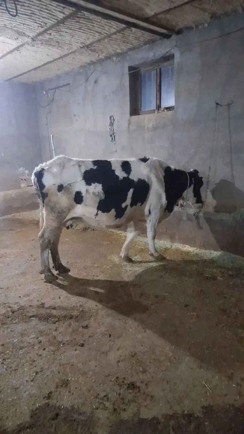 گاو|حیوانات مزرعه|بیجار, |دیوار