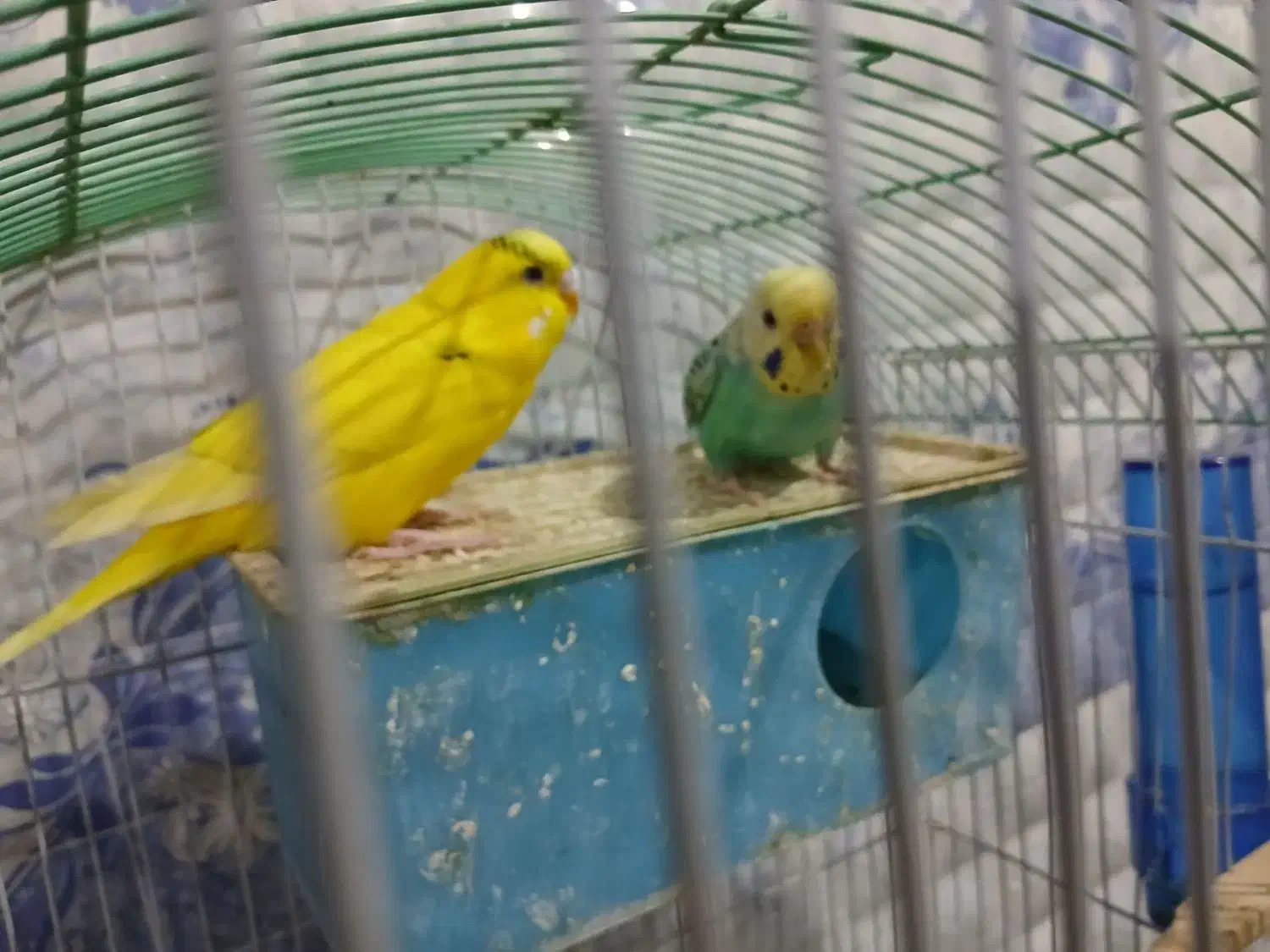 مرغ عشق اهلی و فنج اهلی|پرنده|ارومیه, |دیوار