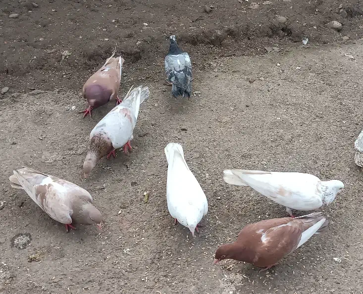 کبوتر|پرنده|املش, |دیوار