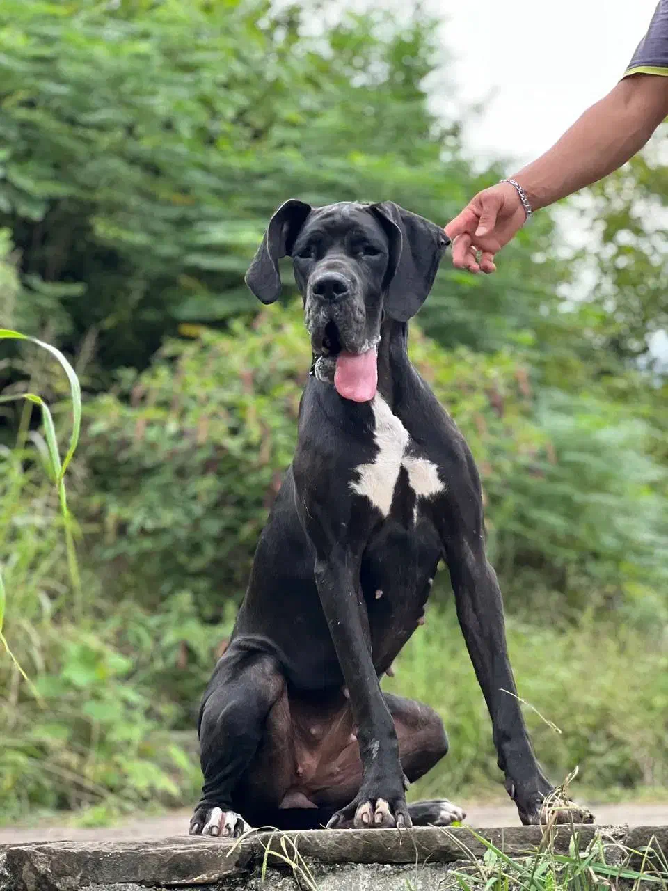 گریت دین ماده|سگ|رشت, نیروی دریایی|دیوار