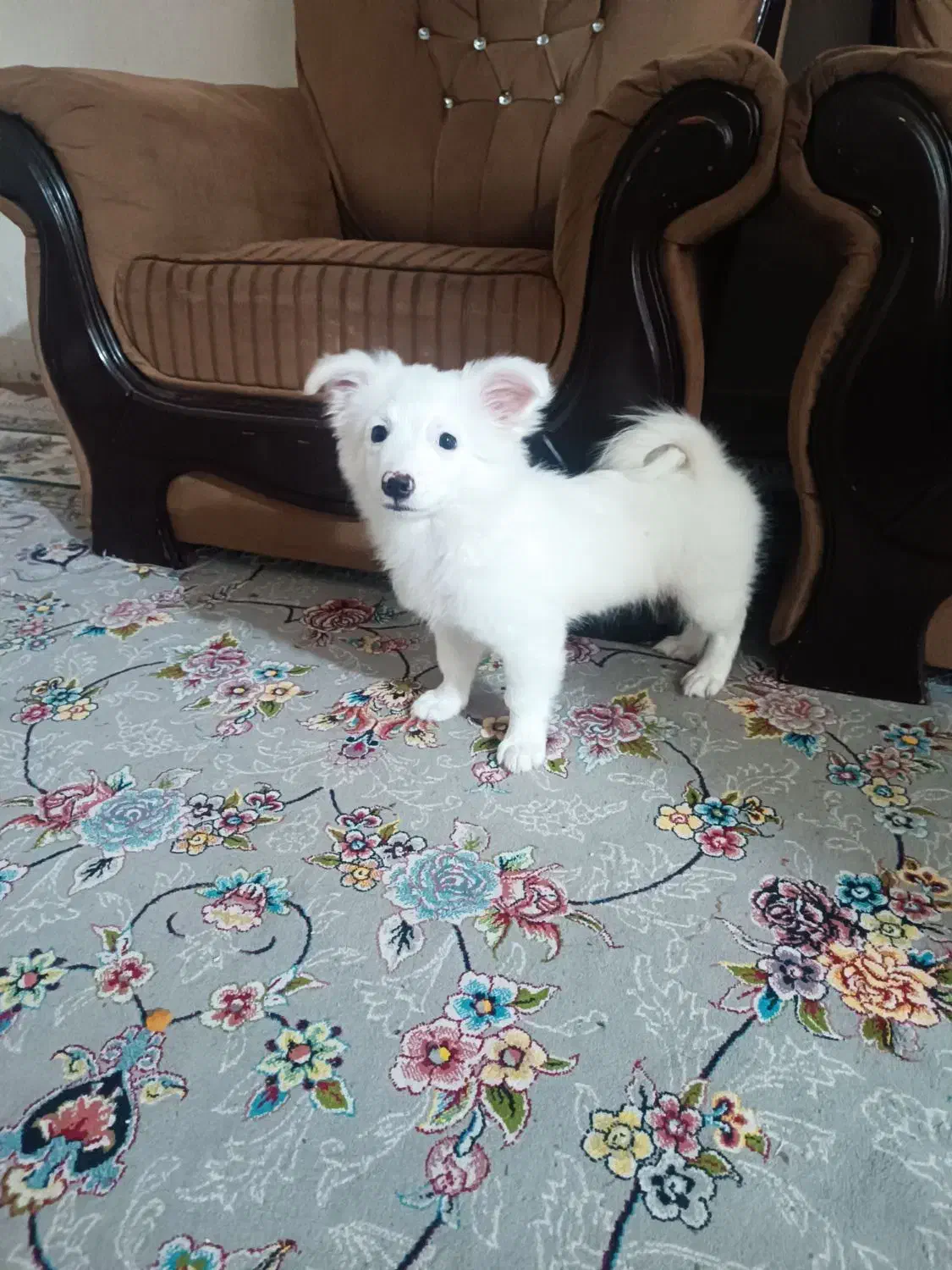 حیوان|سگ|بندرعباس, |دیوار