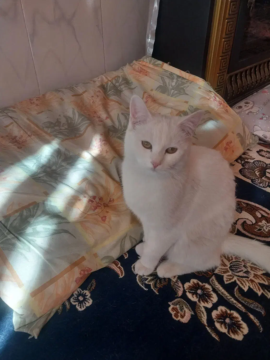 دوتا گربه پرشین کلاسیک|گربه|بردسکن, |دیوار