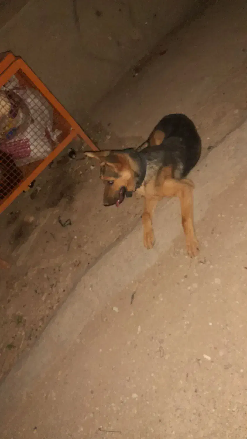 فروش ژرمن ورک|سگ|استهبان, |دیوار