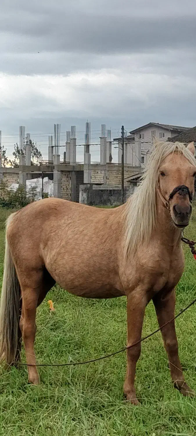 اسب کرد محلی|حیوانات مزرعه|آستارا, |دیوار