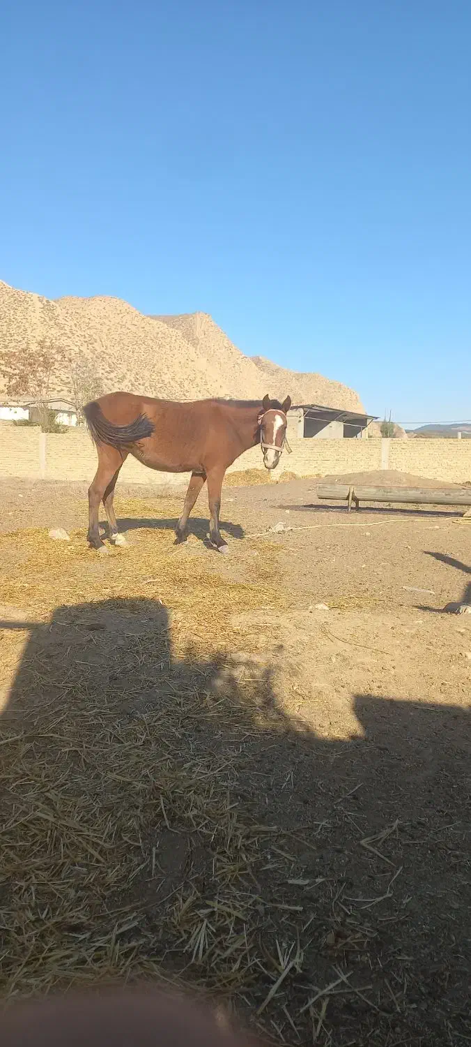 اسب مادیون|اسب و تجهیزات اسب‌سواری|فراغی, |دیوار