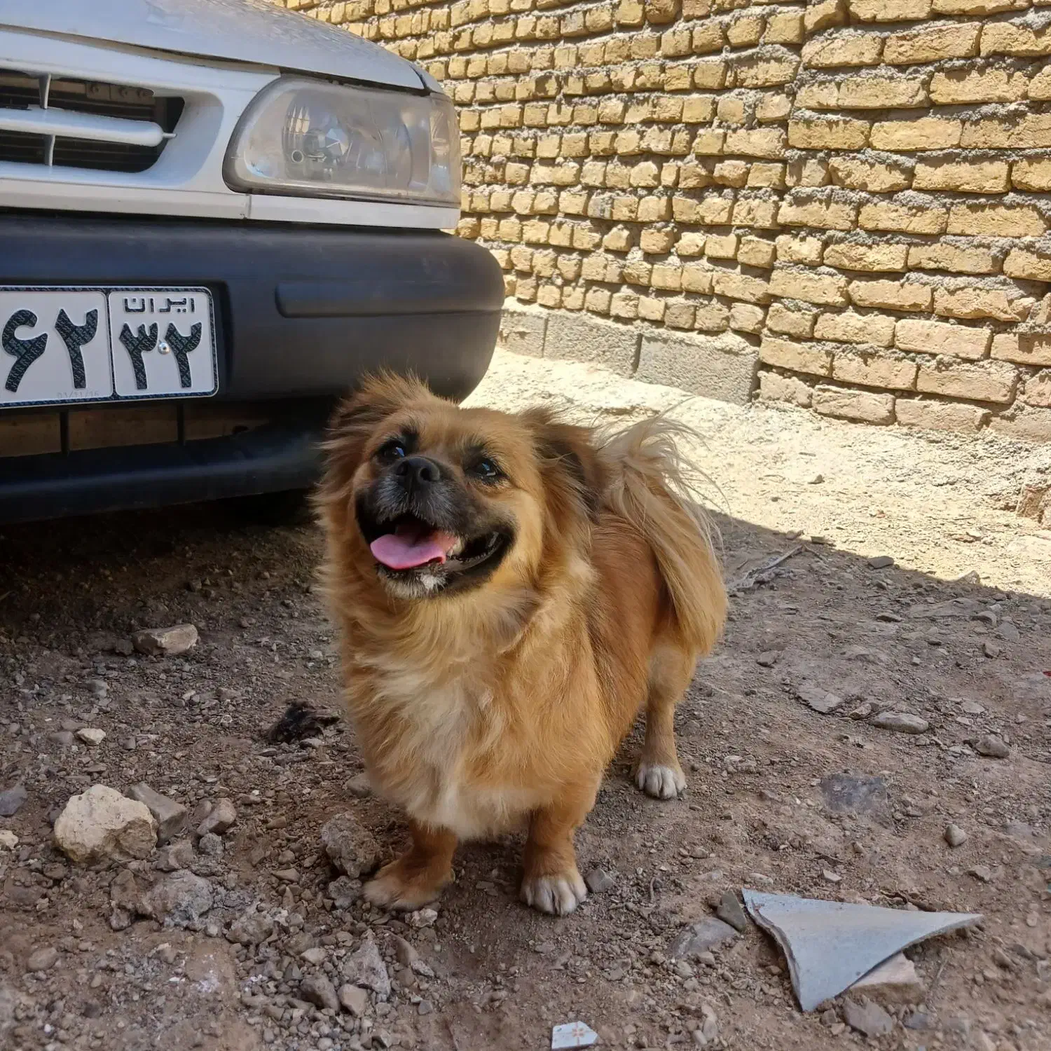 سگ پامرا نژاد کمیاب  دست هرکسی این نژاد نیست|سگ|تربت‌حیدریه, پائین ولایت|دیوار