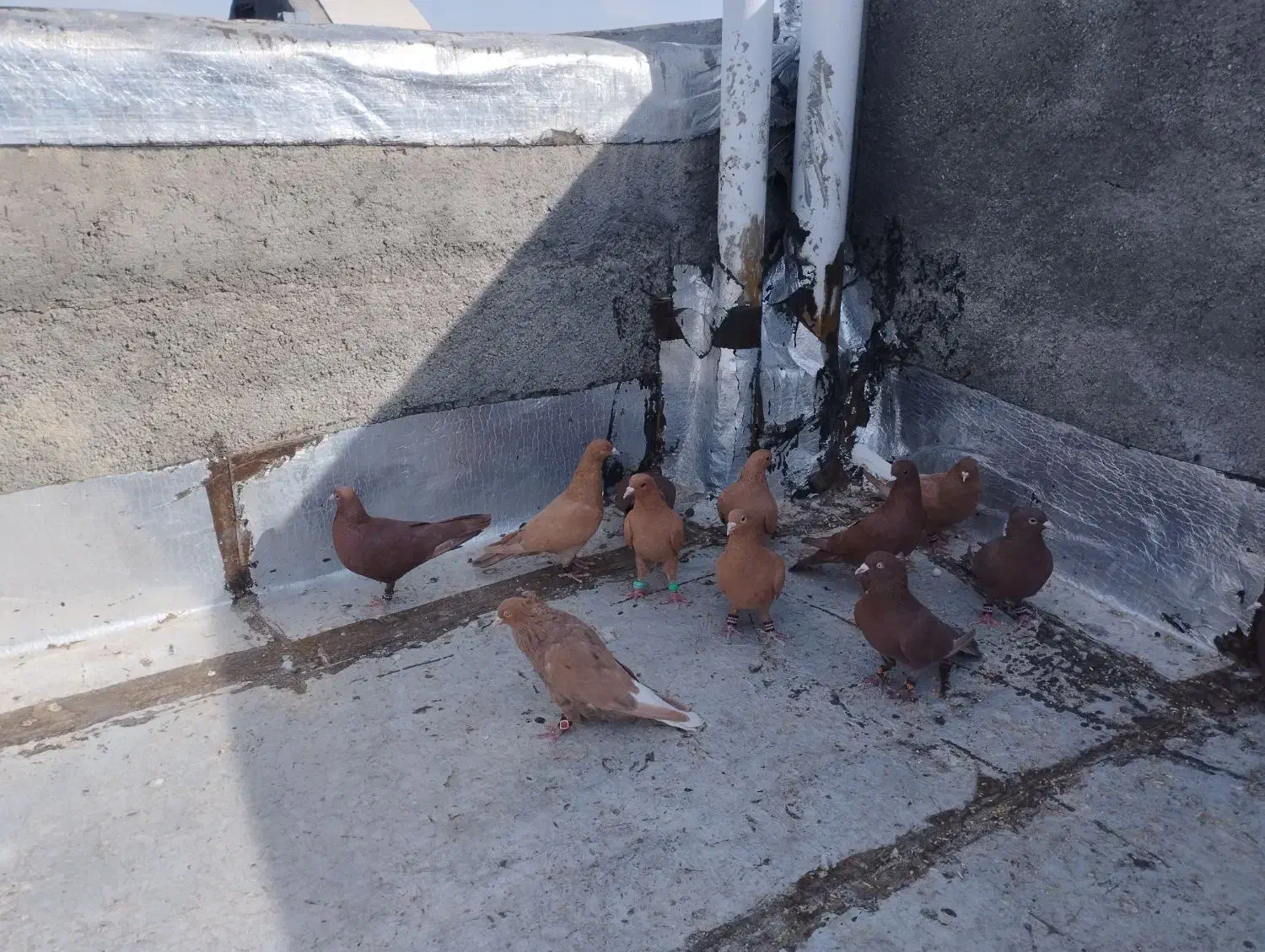 فروشی|پرنده|تربت‌حیدریه, شهرک ولیعصر|دیوار