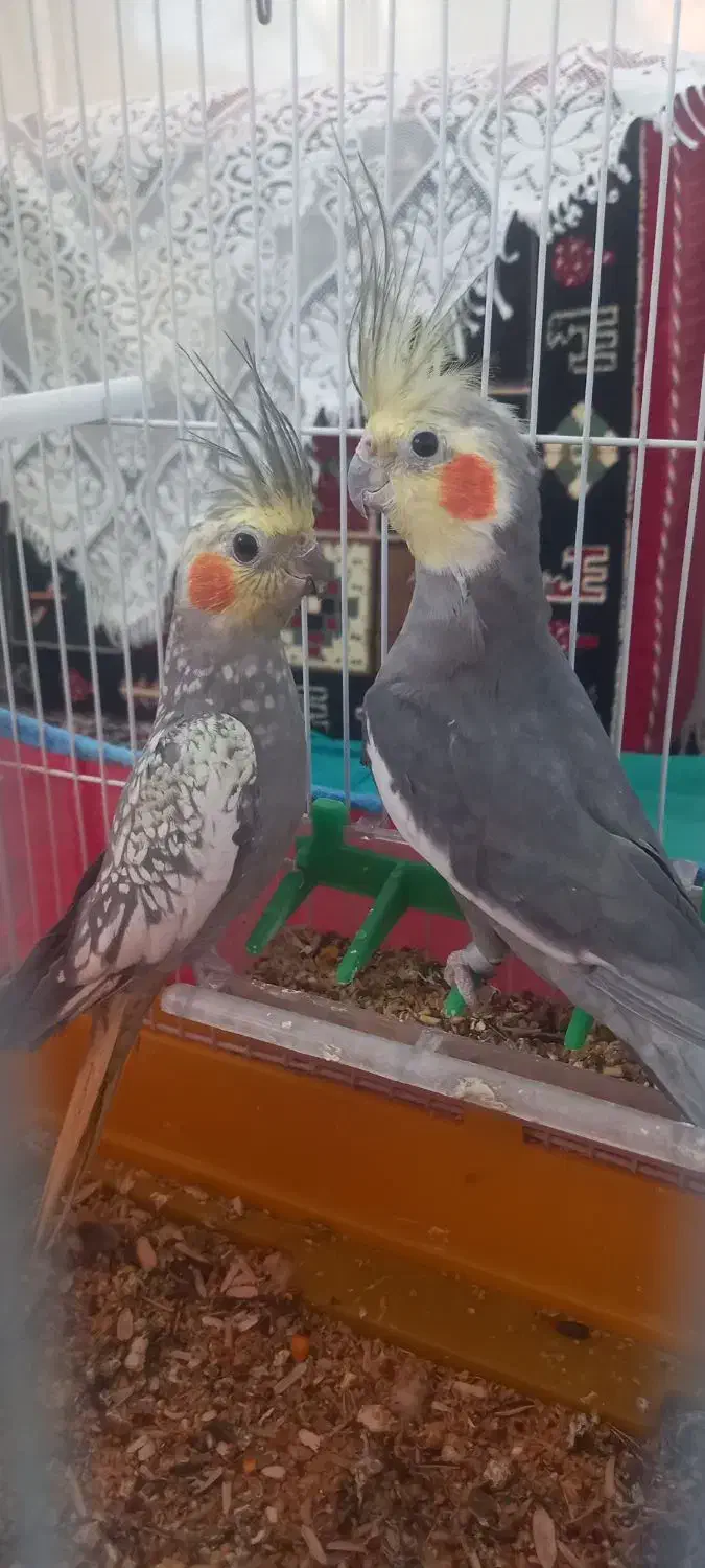 پرنده|پرنده|بافت, |دیوار