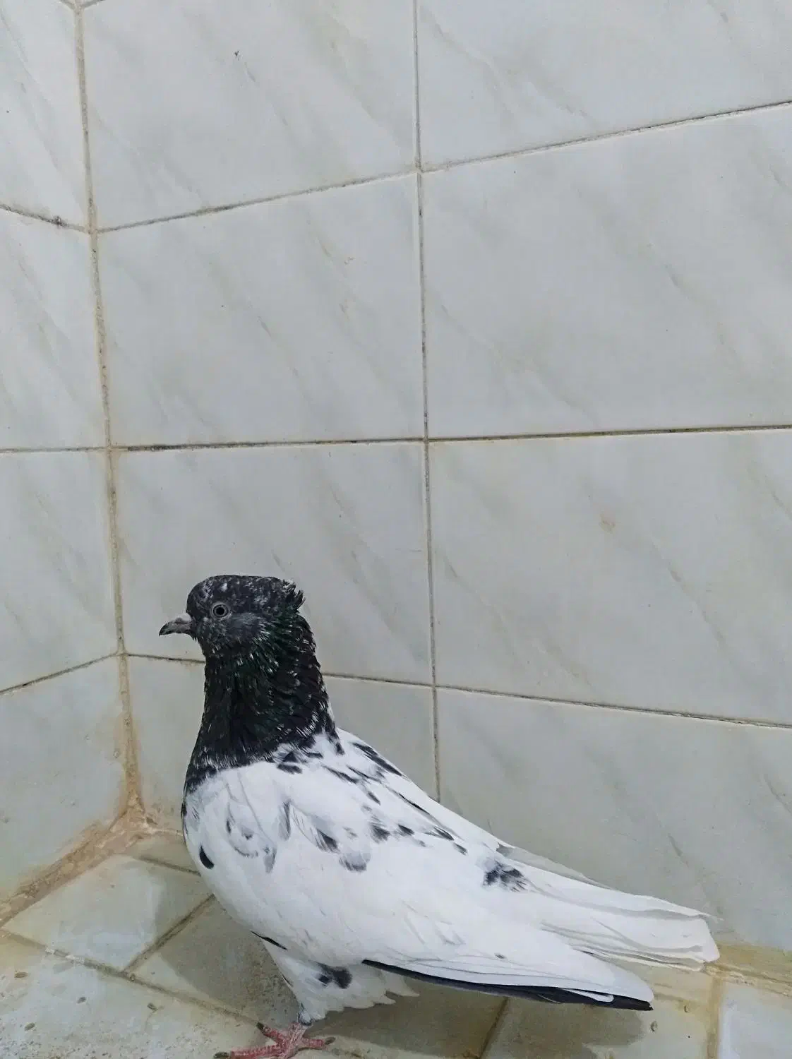 کفتر کله سیاه نر|پرنده|مشهد, شاهد (شهرک غرب)|دیوار