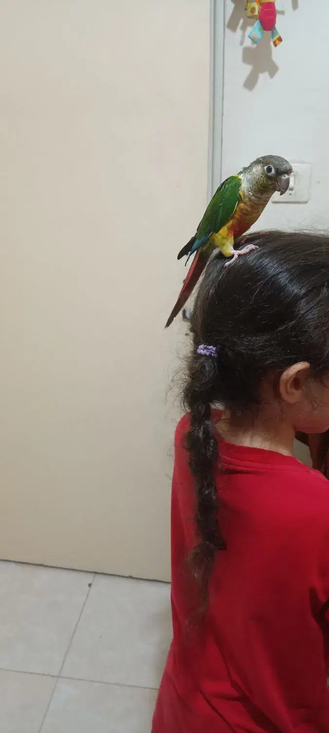 گرینچیک یلوساید|پرنده|ری, دولت‌آباد|دیوار