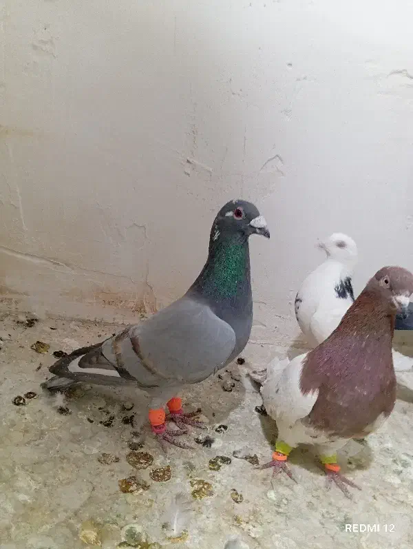 طاووسی نر|پرنده|تربتحیدریه, آغوی|دیوار