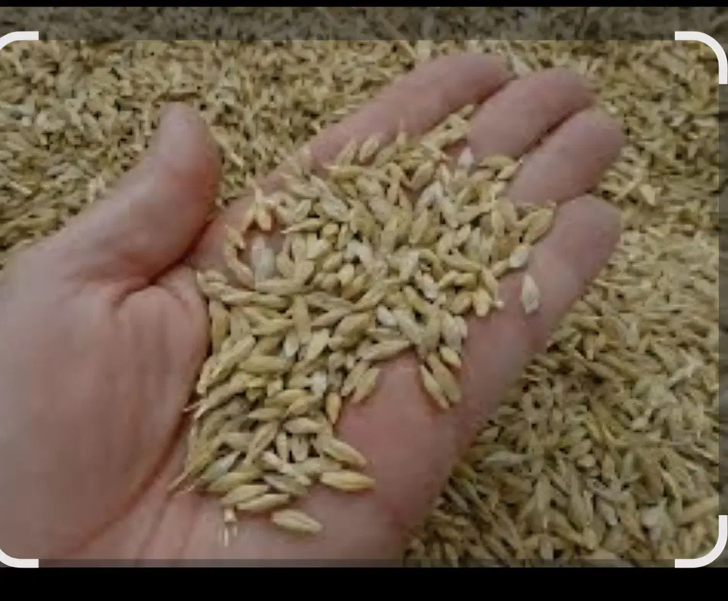 جو خارجی فروش تحویلی 22500|لوازم جانبی حیوانات|اصلاندوز, |دیوار