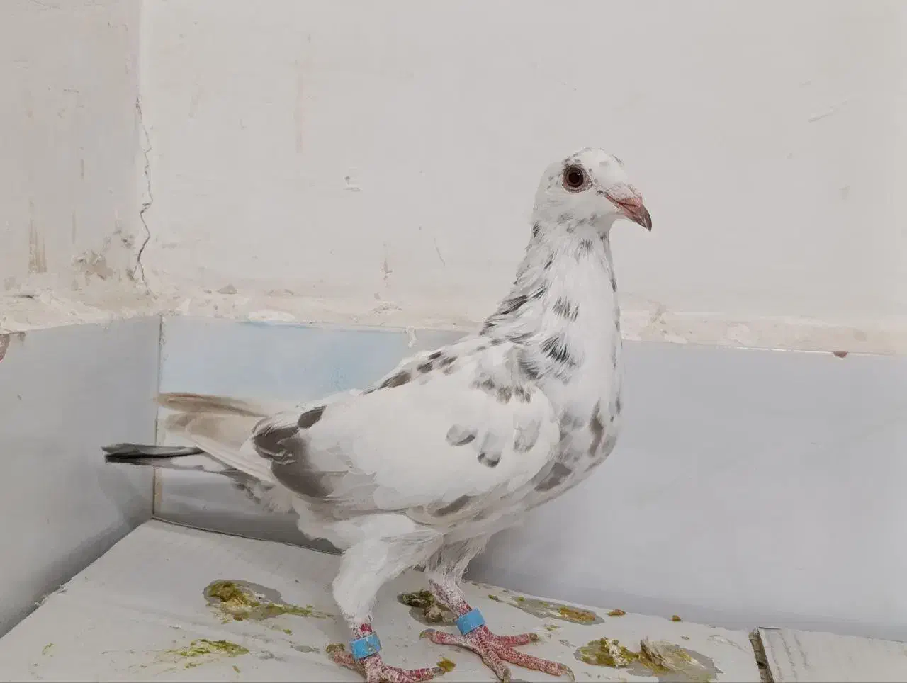 کبوتر سار ماده و..موقعیت سبزوار قابل ..|پرنده|سبزوار, قصبه شرقی|دیوار