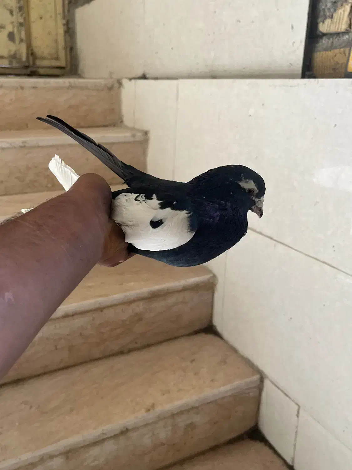 چپ دم سیاه|پرنده|مرودشت, بیست متری بیمارستان|دیوار