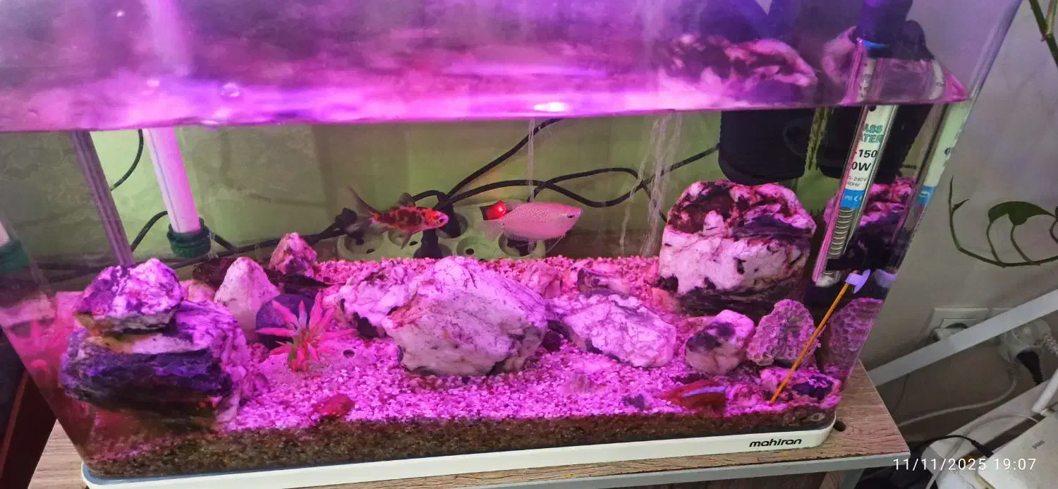 آکواریوم ماهیران|ماهی|شهریار, یوسف آباد صیرفی|دیوار