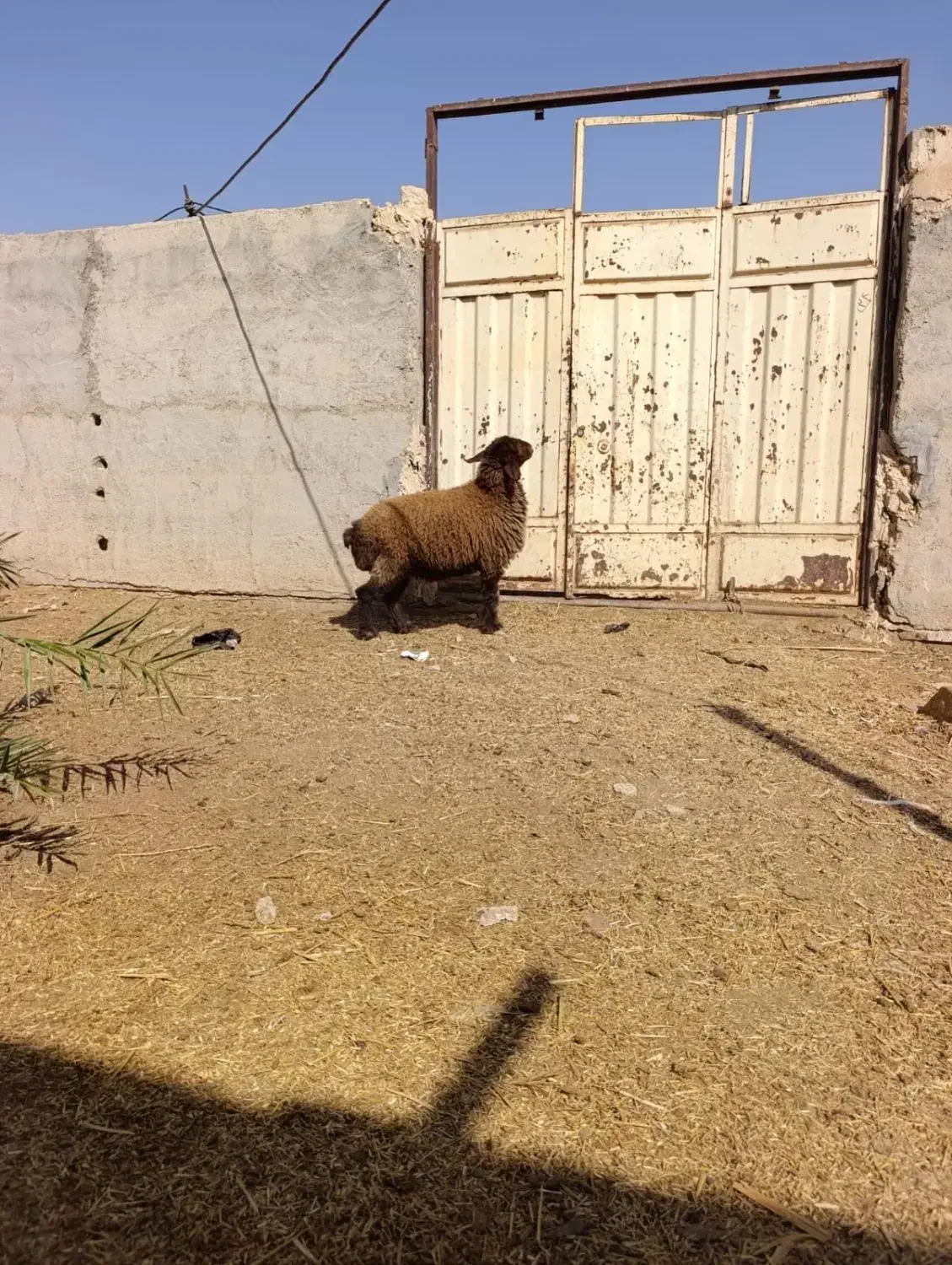 بز گوسفند|حیوانات مزرعه|بندر ماهشهر, |دیوار