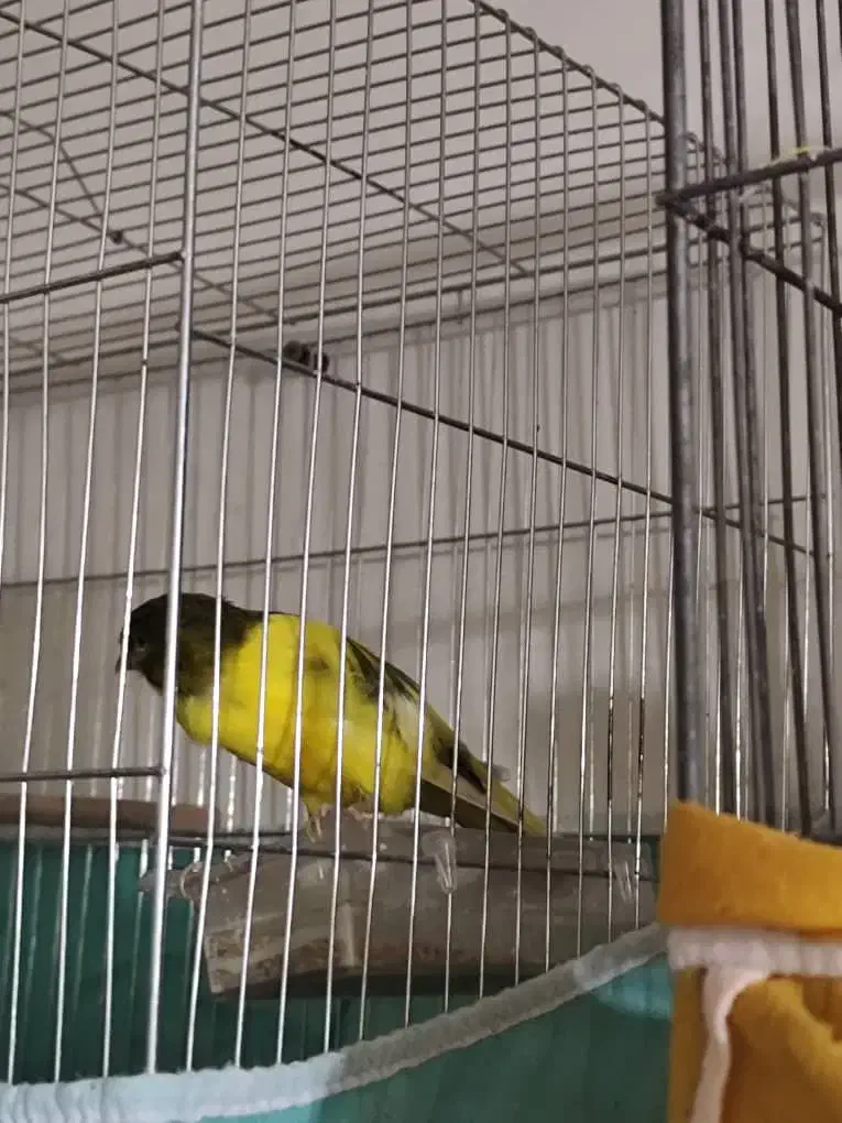 سلام قناری سالم سرحال قیمت توافقی|پرنده|خمینی‌شهر, |دیوار