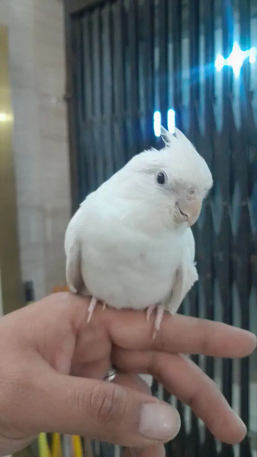 طوطی عروس آلبینو خالص|پرنده|شهریار, رضی آباد بالا|دیوار