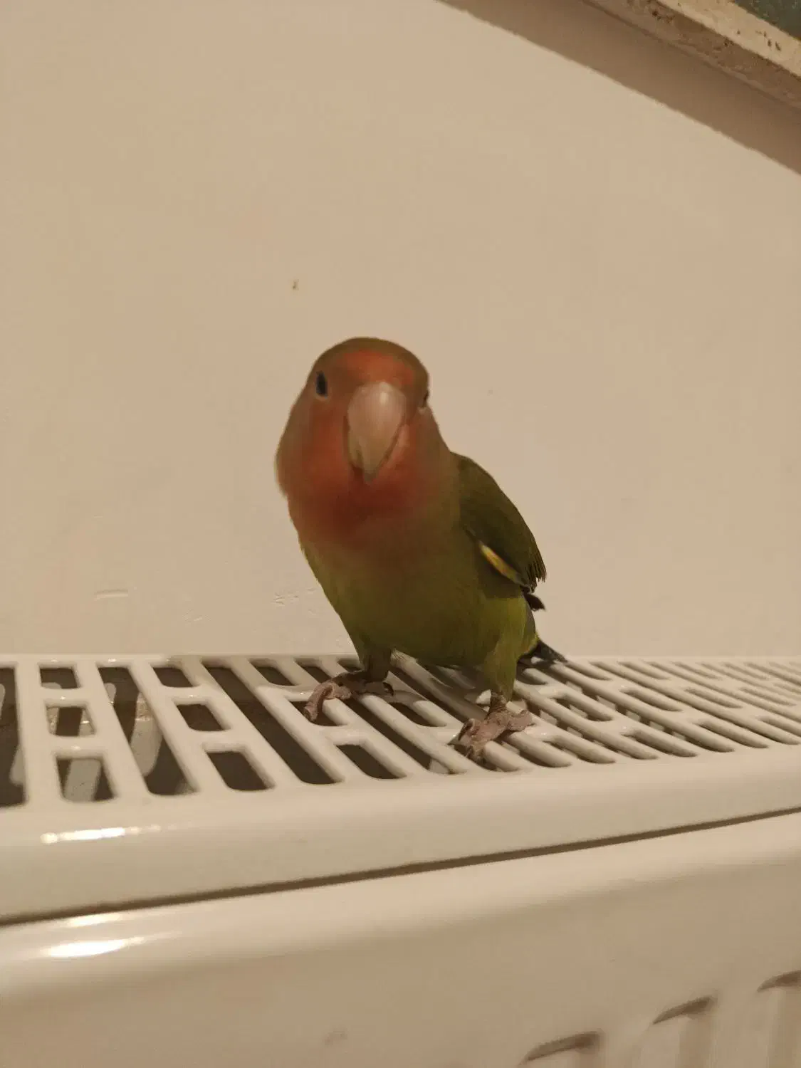 طوطی بریزیلی|پرنده|اردبیل, |دیوار