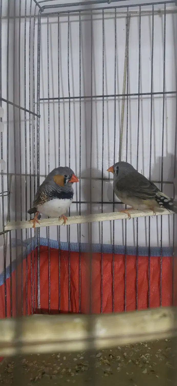 فنچ|پرنده|قزوین, |دیوار