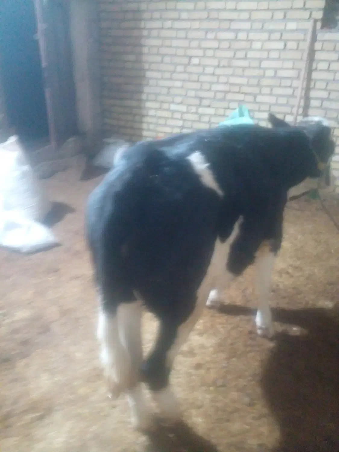 گوساله|حیوانات مزرعه|ماهیدشت, |دیوار