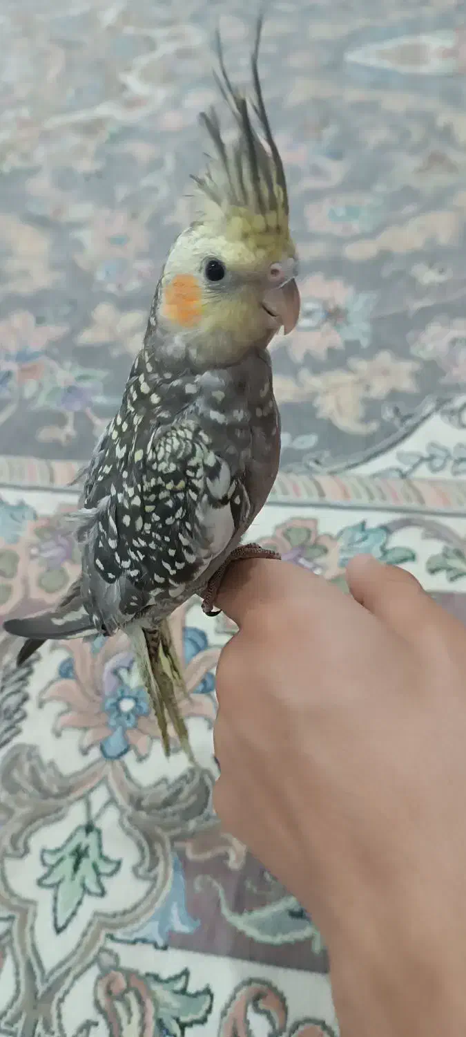 عروس هلندی|پرنده|جیرفت, |دیوار