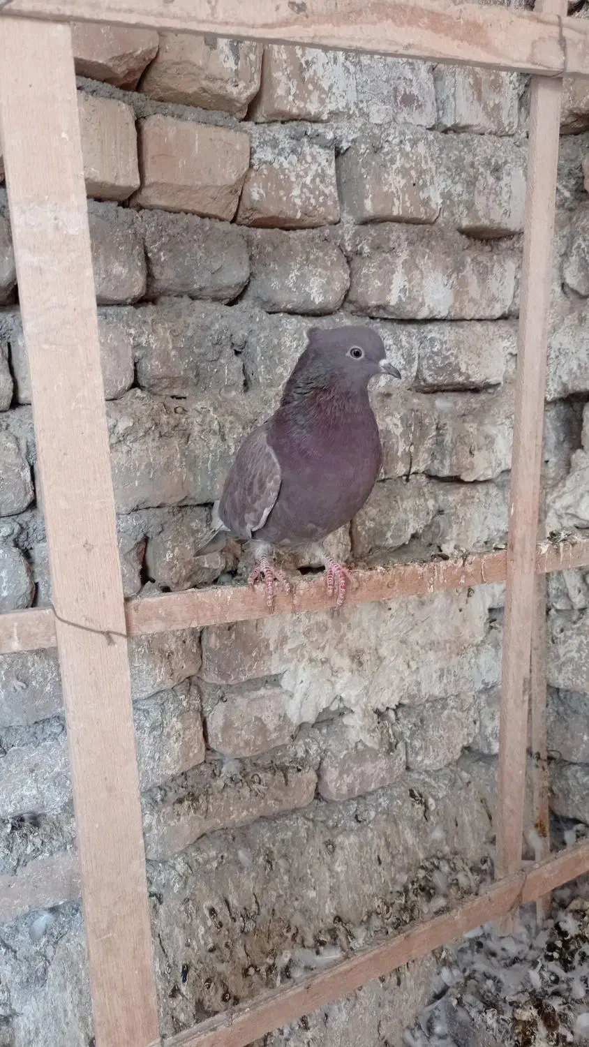 250.000|پرنده|کاشان, اراضی فتح المبین (محمدیه)|دیوار