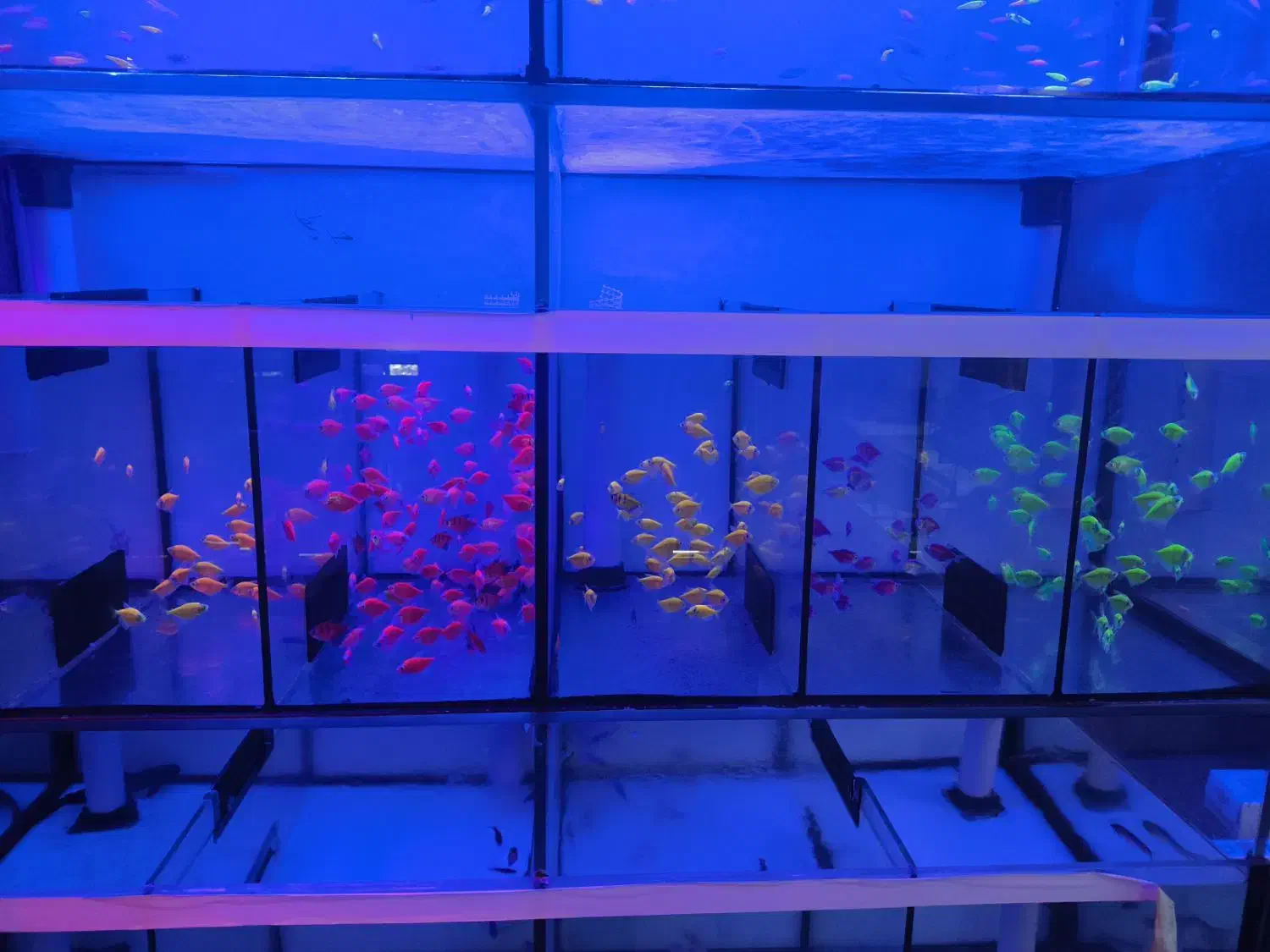 آکواریوم و ماهیان زینتی|ماهی|شیراز, کوشک میدان|دیوار