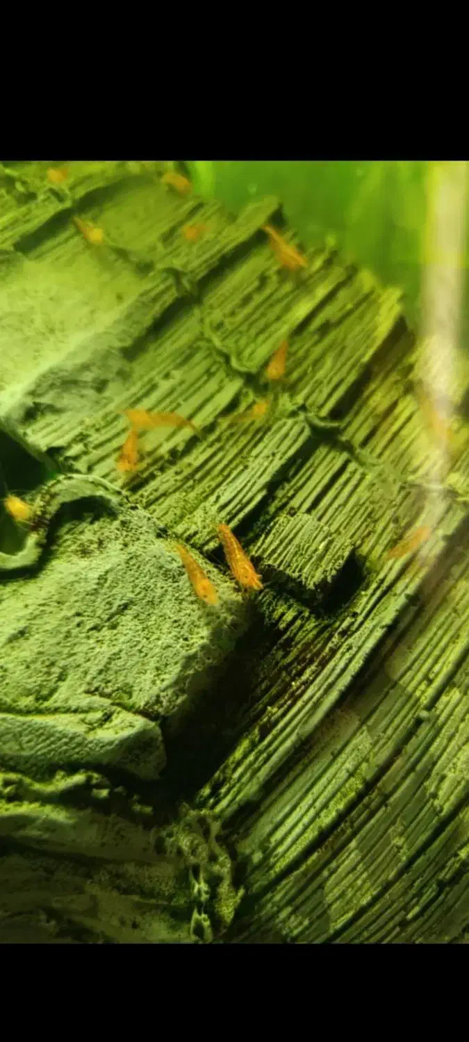 میگو رد چری ،ماهی|ماهی|سنندج, |دیوار