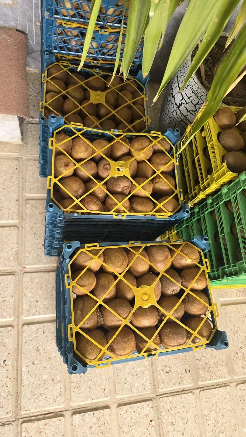 کیوی|خوردنی و آشامیدنی|هشتگرد, شهرک ولیعصر (مصلی)|دیوار