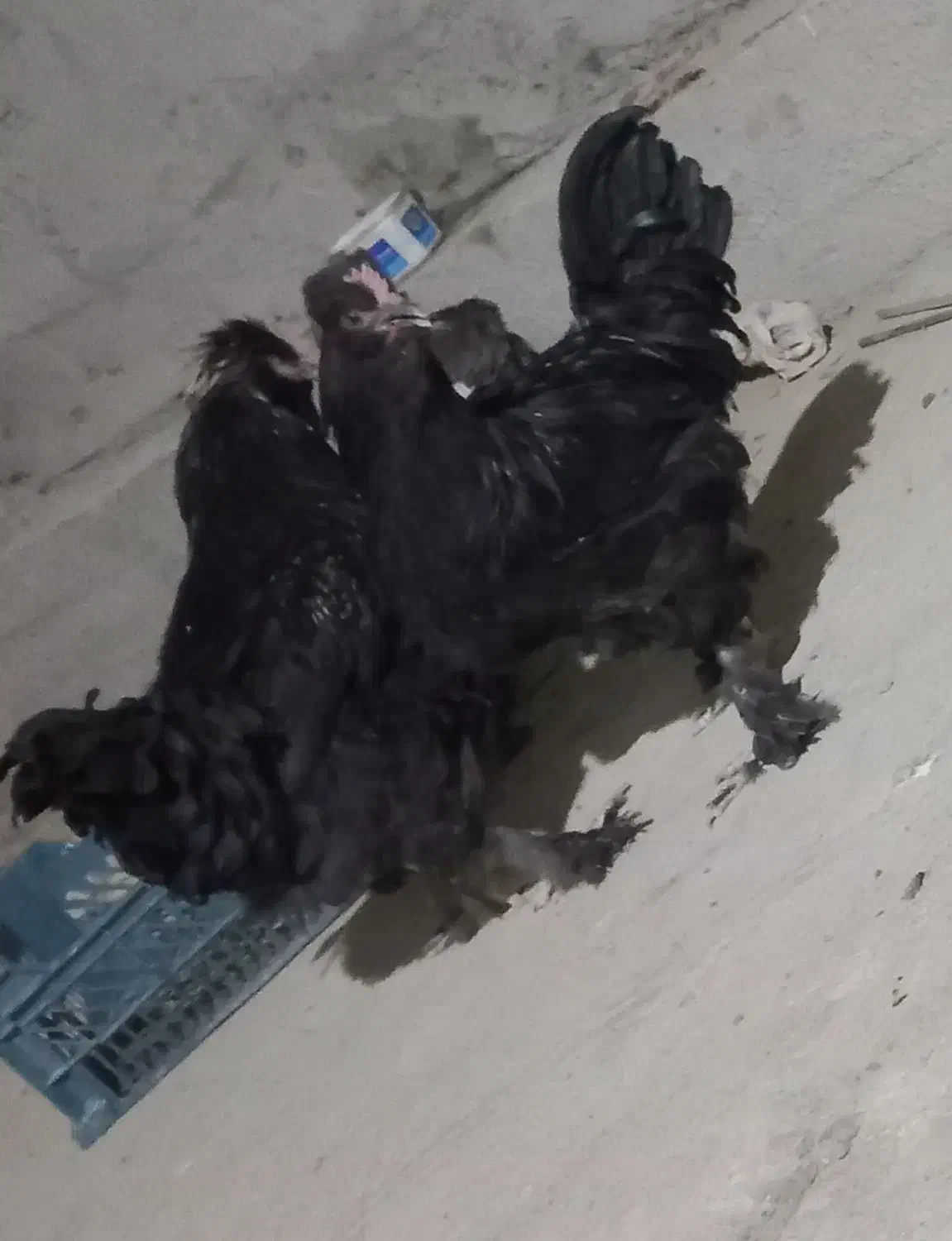 فروشی|حیوانات مزرعه|سراوان, |دیوار