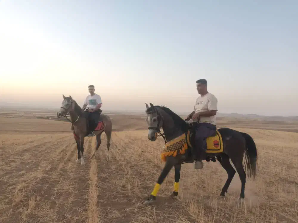 اسب سیلمی کردنژادولی عهددوازده امامی|اسب و تجهیزات اسب‌سواری|چهاردولی, |دیوار